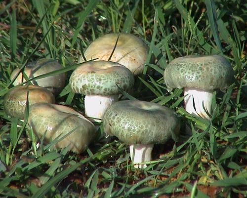 剑川青头菌 - 广西乐享互娱网络科技有限公司