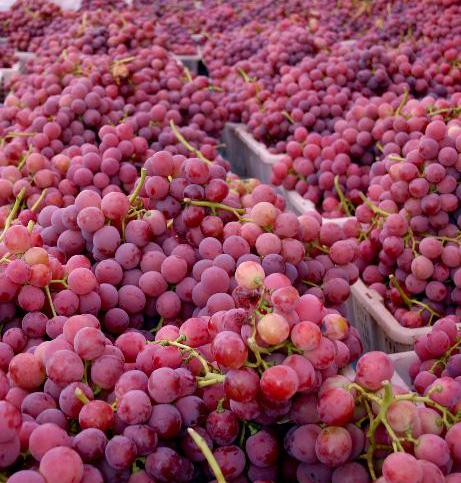 张掖红地球葡萄