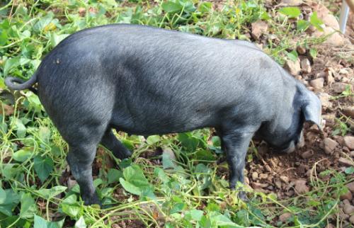 阜宁黑猪江苏省农业科学院阜宁生态猪研发中心阜宁是