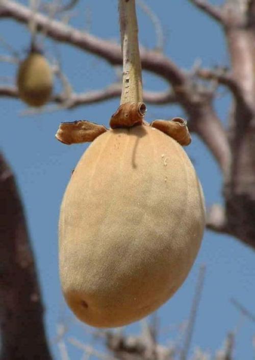 木棉科热带果树.海南出产.未成熟的果实切片用火烤后,吃起来如同面包.