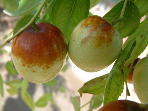 广阳大枣 - 广西乐享互娱网络科技有限公司