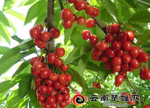紫溪山樱桃是云南省楚雄州楚雄市的.