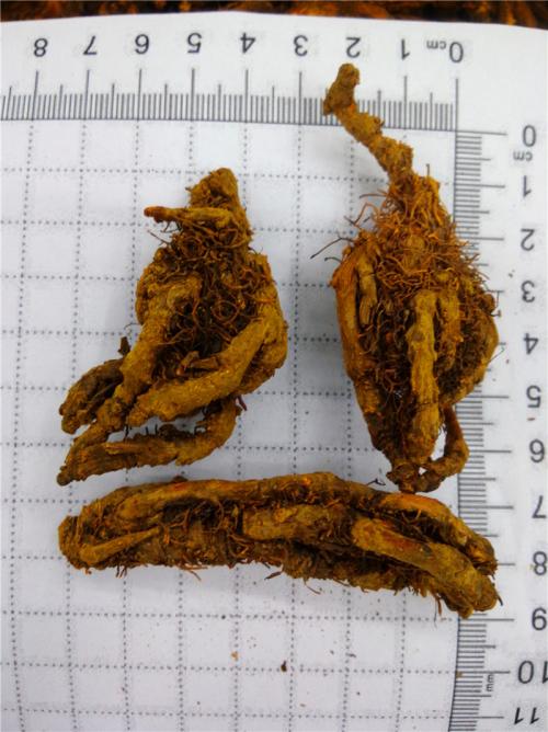 鸡爪黄连 - 广西乐享互娱网络科技有限公司